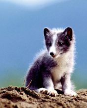 Arctic Fox Kit