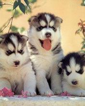 husky