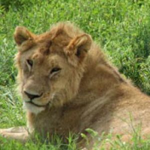 lions-serengeti