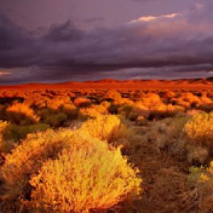 Antelope-Valley-Poppy-Reserve California