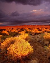 Antelope-Valley-Poppy-Reserve California