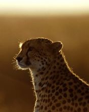 Afterthoughts Cheetah
