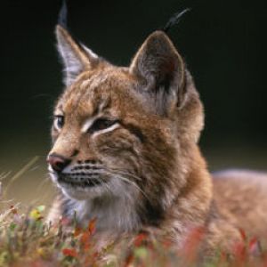 Sumava-National-Park-Bohemia