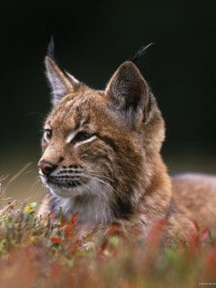 Sumava-National-Park-Bohemia