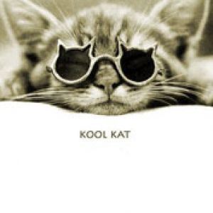 cat-and-cool-glasses