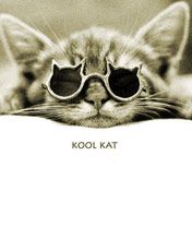 cat-and-cool-glasses