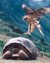 galapagos