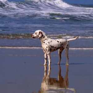 A_Day_at_the_Beach_Dalmatian