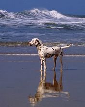 A_Day_at_the_Beach_Dalmatian