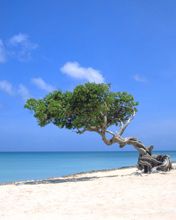 Aruba-Photo