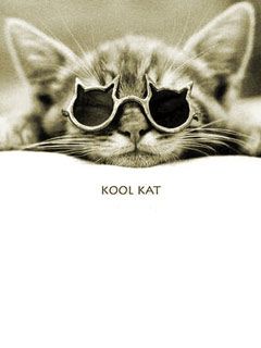 Cat and Cool Glasses