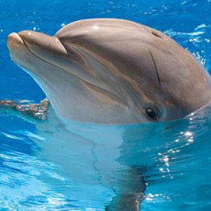 dolphin-discovery1