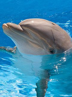 dolphin-discovery1