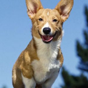 Grinning Corgi