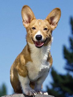 Grinning Corgi