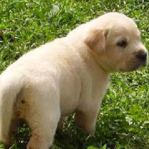 labrador retriver