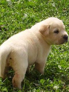 labrador retriver