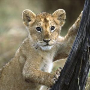 Month Old Lion Cub Masai Mara National Reserve Ken