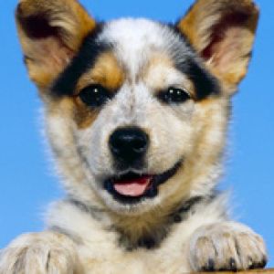 Australian Cattle Puppy