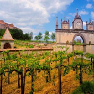 Austrian Vineyard