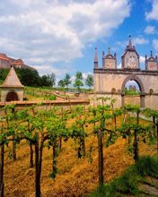 Austrian Vineyard