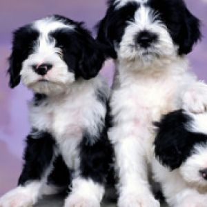 Ashlyn Tibetan Terriers