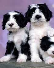 Ashlyn Tibetan Terriers