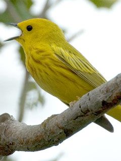 Yellow Warbler singing