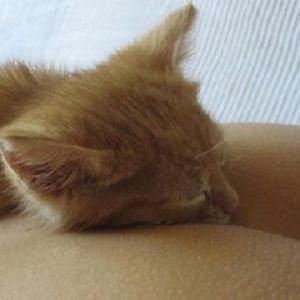 Sleeping cat