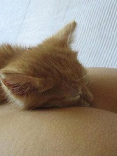 Sleeping cat