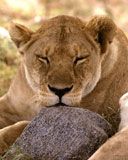 African Lion Serengeti Africa