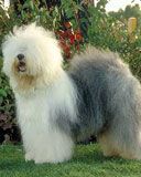 bobtail