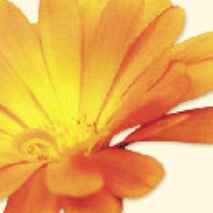 blume