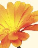blume