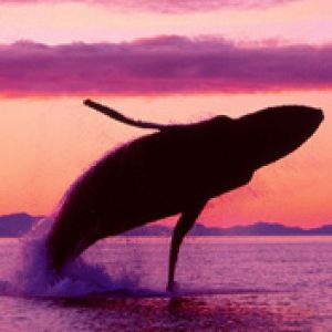 Crimson-Flight -Humpback-Whale -Alaska