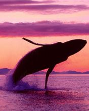 Crimson-Flight -Humpback-Whale -Alaska