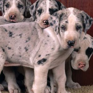 Harlequin Great Danes