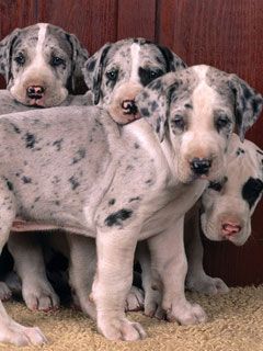Harlequin Great Danes
