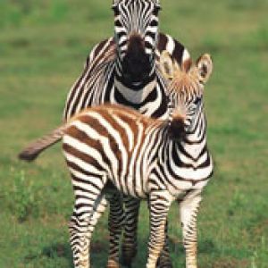 National Park of Serengeti - Tanzania