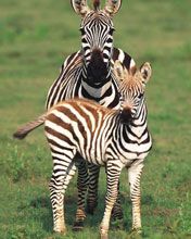 National Park of Serengeti - Tanzania