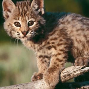 Baby Bobcat