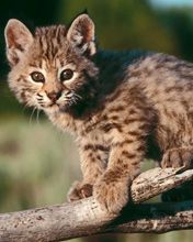 Baby Bobcat