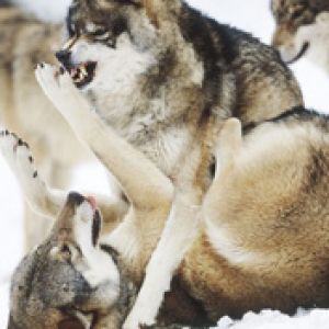 Angry Wolves
