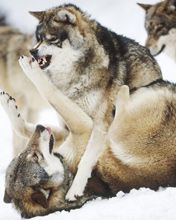 Angry Wolves