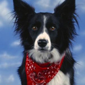 Bandit Border Collie