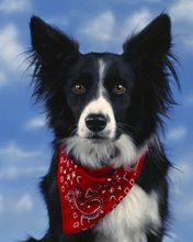 Bandit Border Collie