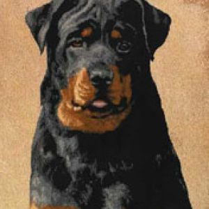 Rottweiler