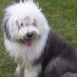 bobtail