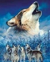 Wolf