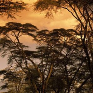 Fever-Trees-at-Sunset -Africa